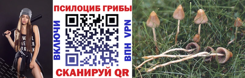 Псилоцибиновые грибы мицелий  Звенигово 